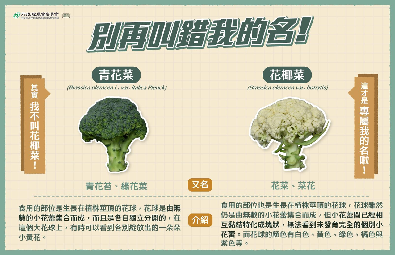 青花菜不叫花椰菜專家教你怎麼分辨 生活新聞 生活 聯合新聞網