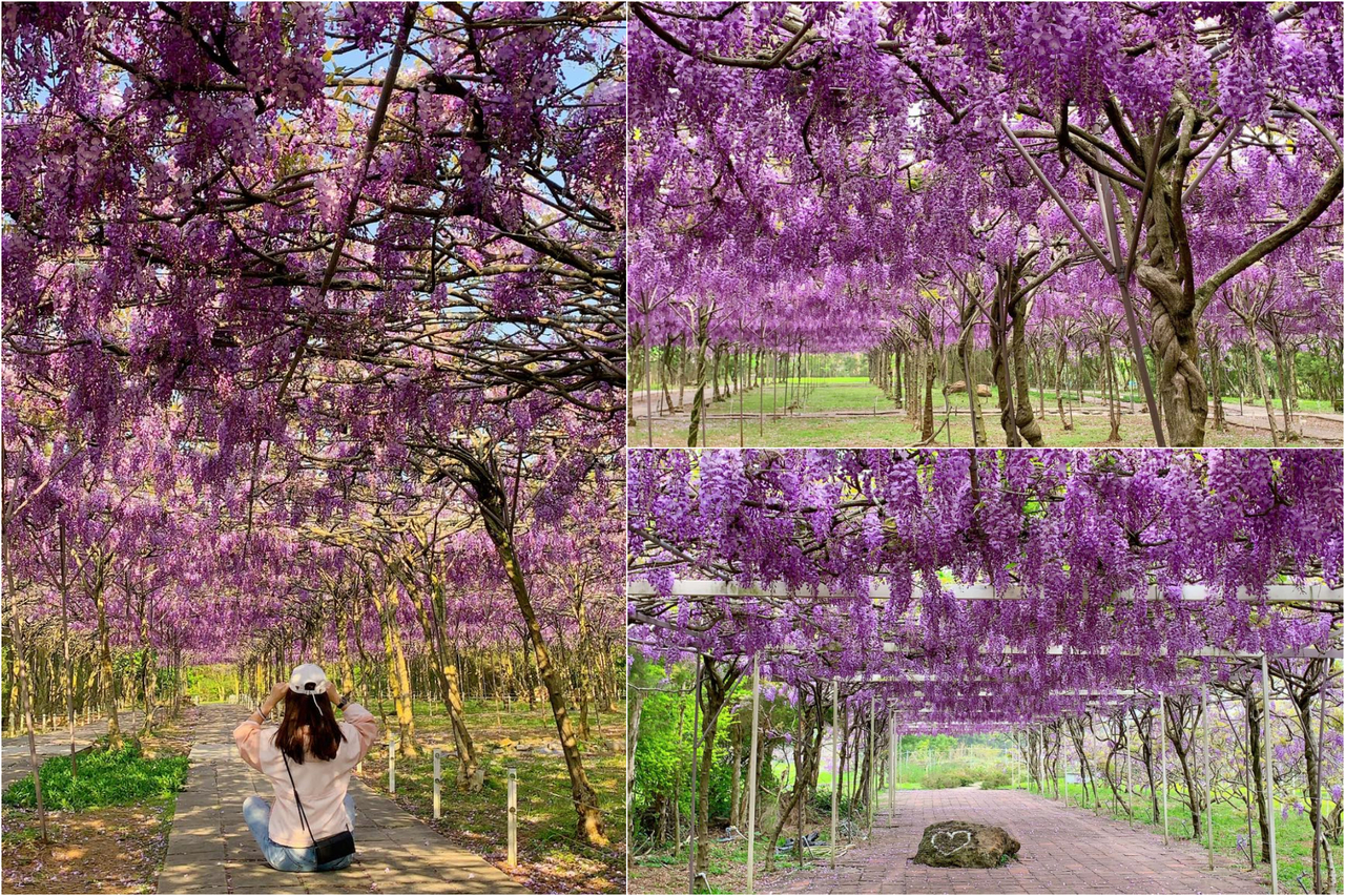 史上最多 淡水紫藤咖啡園 上億朵紫藤花苞 月中綻放 開園日再提前 旅遊 聯合新聞網