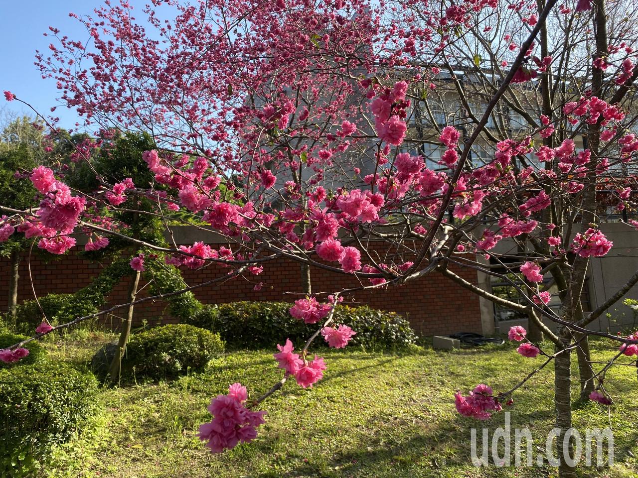 季節交替櫻花道 小葉欖仁林大葉大學處處是美景 中彰投 地方 聯合新聞網