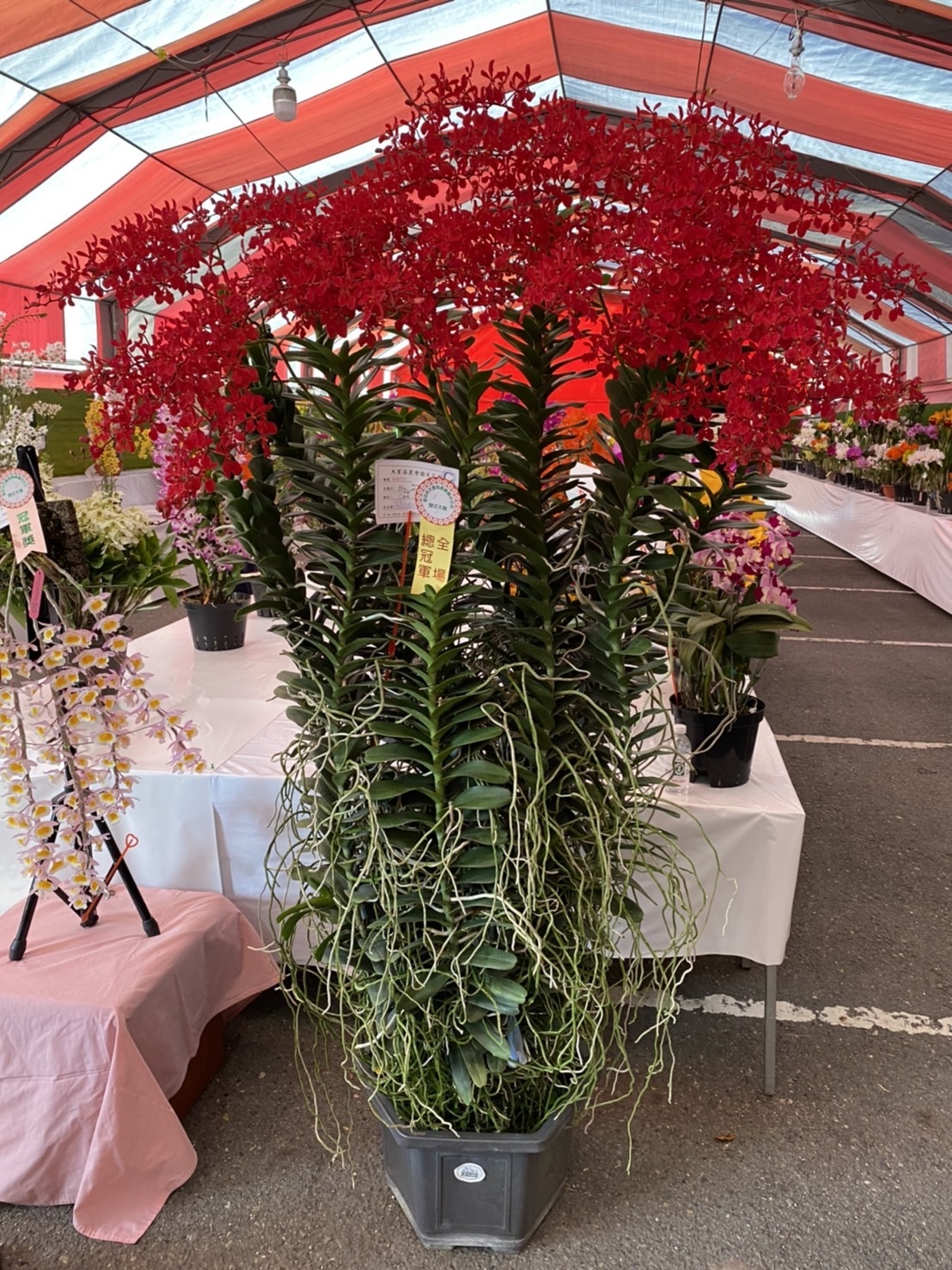 國光花市春季蘭花冠軍出爐來看千朵紅 花王 流行消費 生活 聯合新聞網