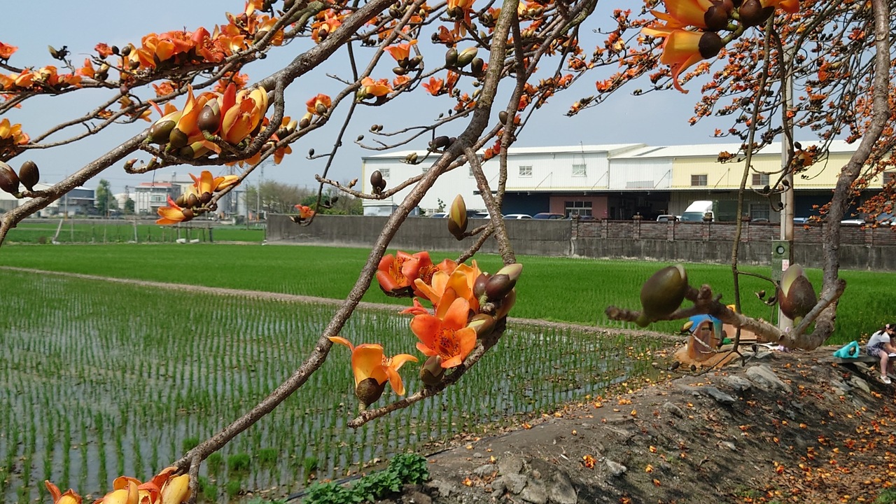 二林木棉花道活動起跑春風吹落英雄花命中鎮長 中彰投 地方 聯合新聞網