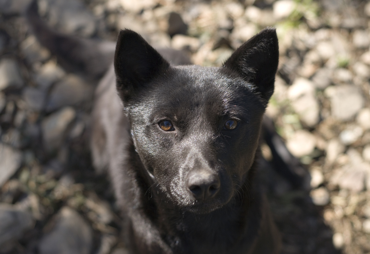 什麼狗最忠心 網友曝養成關鍵大推 台灣犬 越黑越死忠 動物星球 生活 聯合新聞網