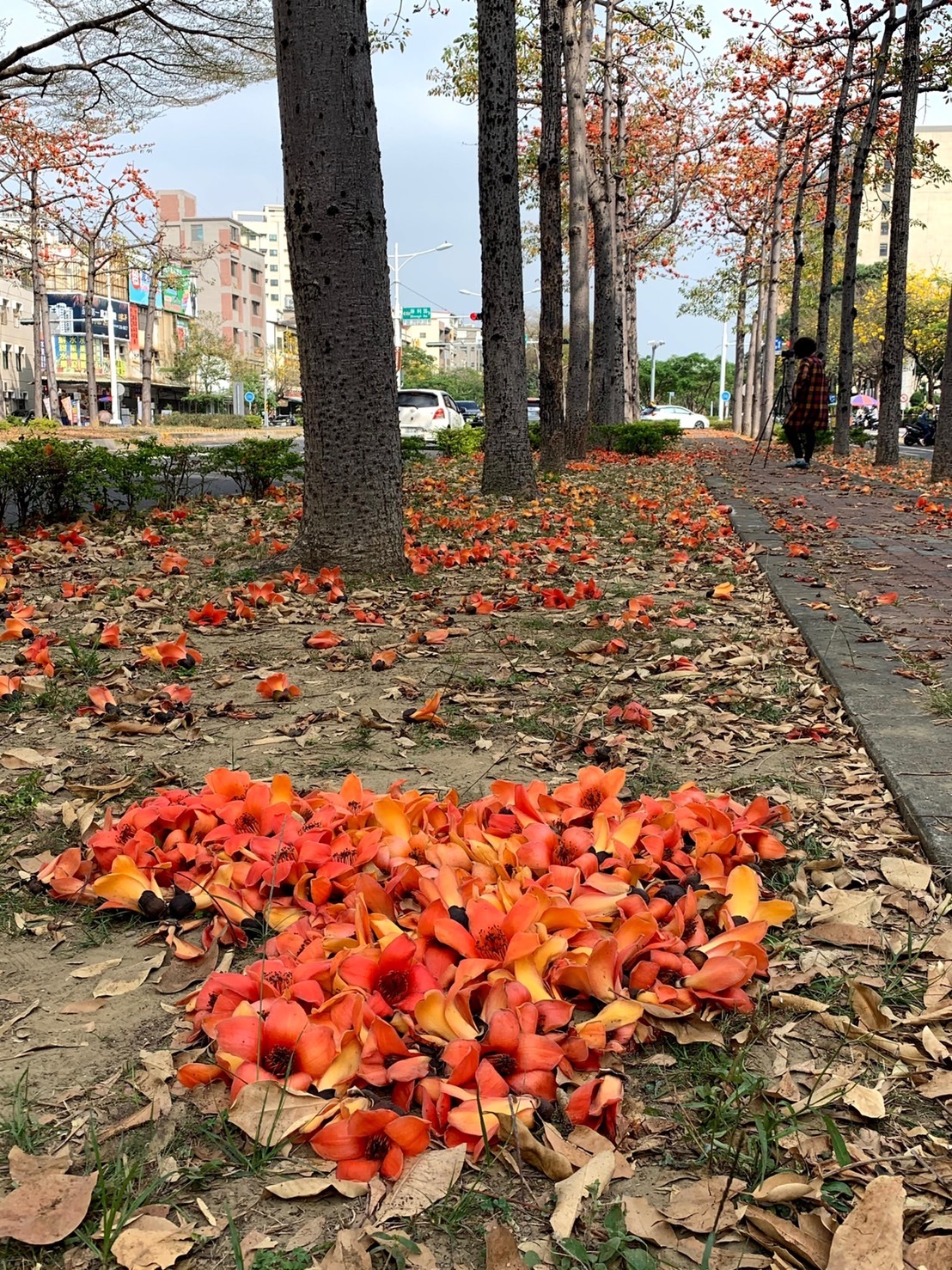 解決木棉花棉絮台南首度出動無人機噴藥急喊停 雲嘉南 地方 聯合新聞網