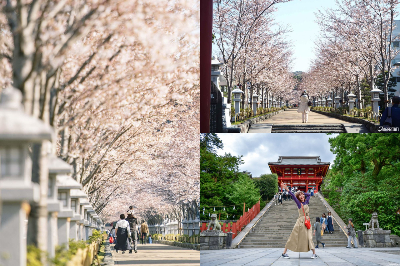 500公尺櫻花道太夢幻 鐮倉賞櫻名所 鶴岡八幡宮 前的絕美亮點 旅遊 聯合新聞網 500公尺櫻花道太夢幻 鐮倉賞櫻名所 鶴岡八幡宮 前的絕美亮點 旅遊 聯合新聞網