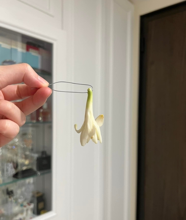 玉蘭花也物價上漲 網友掏50元買到 1朵小花 鄉民爆報看 Oops 聯合新聞網