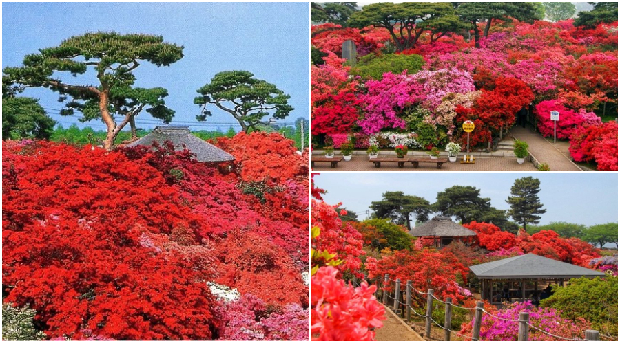 1萬株的杜鵑花盛開 春遊群馬賞花大玩4d劇院 逛萬紫千紅杜鵑絕景 旅遊 聯合新聞網