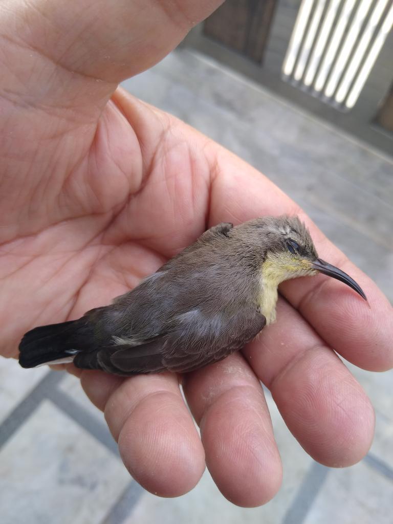 幾千隻鳥高空突墜地 天降鳥雨 民眾嚇壞專家曝真相 有更多動物受害 動物新鮮事 Udn寵物部落