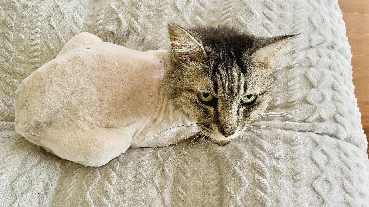 雞身上長出一隻貓 3頭身虎斑剃毛 超現實 照片被瘋傳 動物星球 生活 聯合新聞網