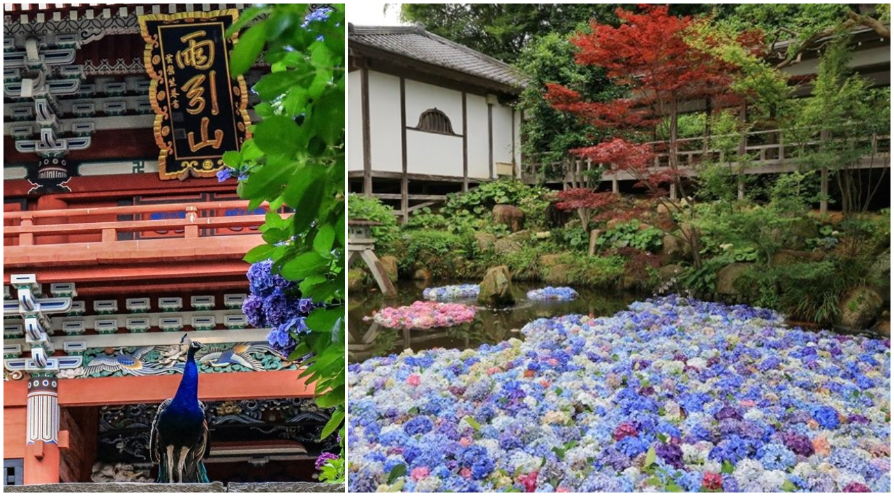 紫陽花 水中華 日本茨城獨特繡球花景點孔雀帶路大逛夢幻繡球花池 旅遊 聯合新聞網 紫陽花 水中華 日本茨城獨特繡球花景點孔雀帶路大逛夢幻繡球花池 旅遊 聯合新聞網