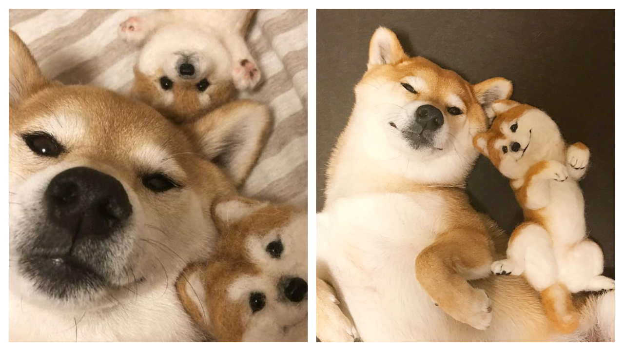 飼主diy一群羊毛氈柴弟給愛犬 一家三口 表情動作神同步根本複製貼上 動物星球 生活 聯合新聞網