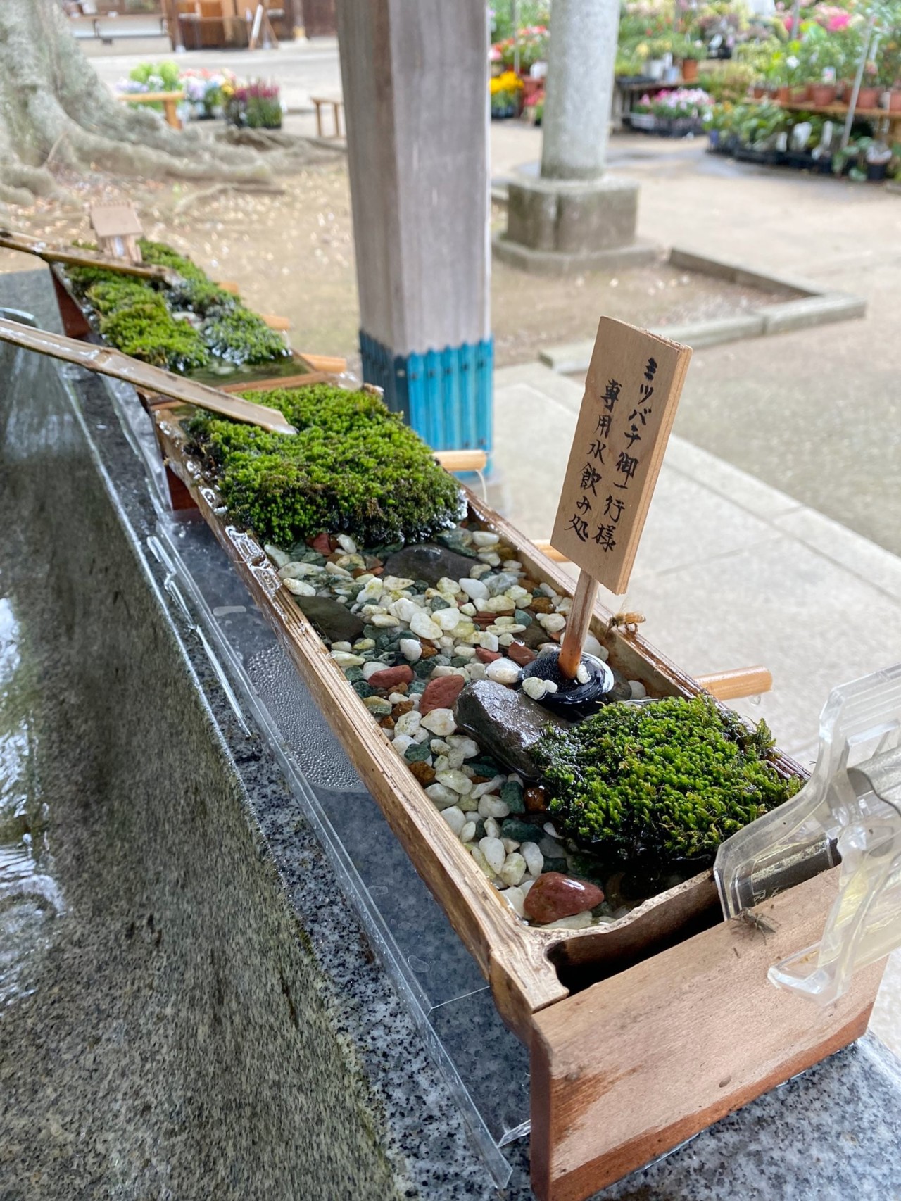 好讀周報／日本一言主神社「手水舍」 特別設置蜜蜂飲水區| 放學微