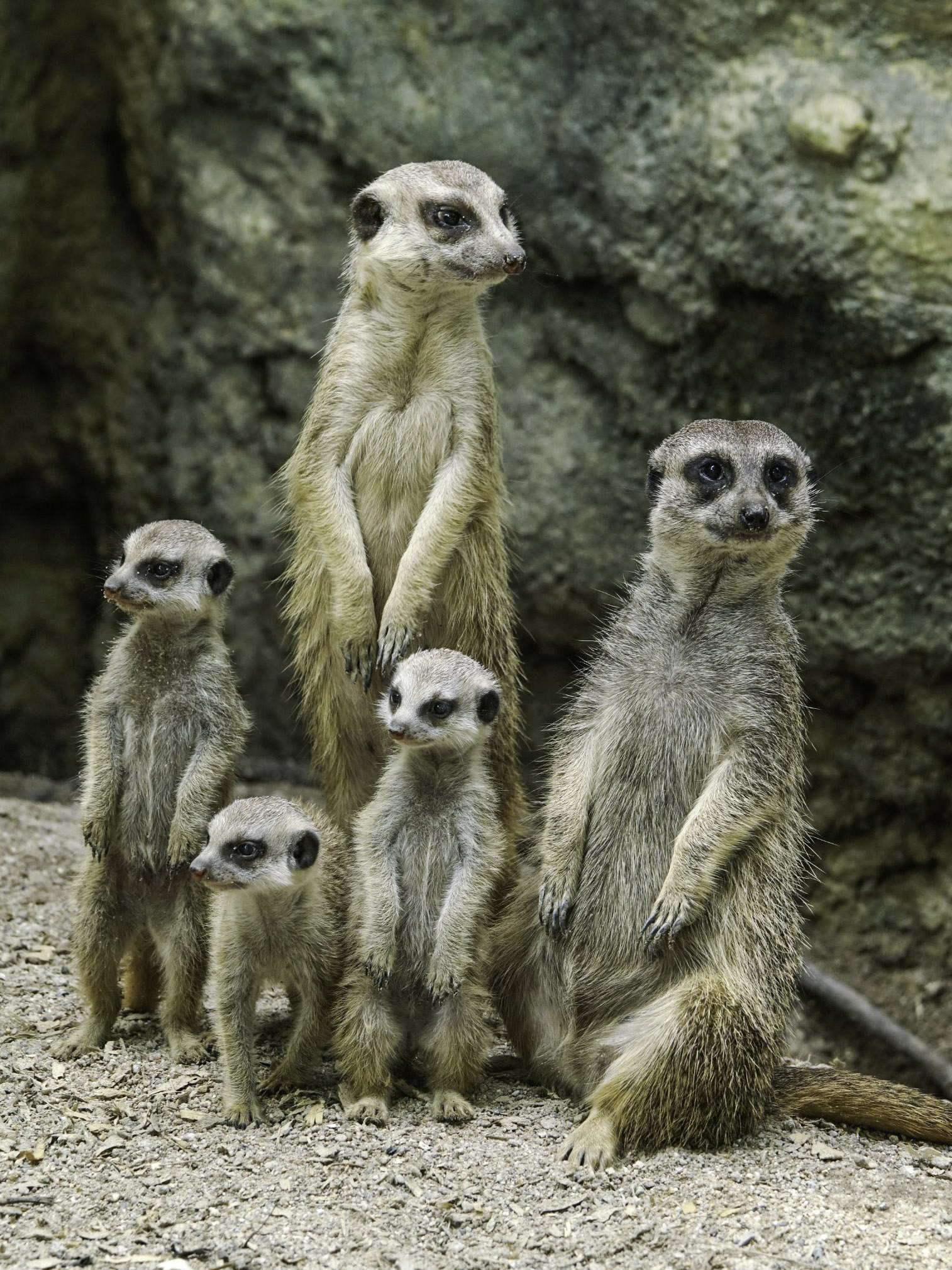狐獴首領外出看診險遭篡位還靠保育員出面協調 動物星球 生活 聯合新聞網
