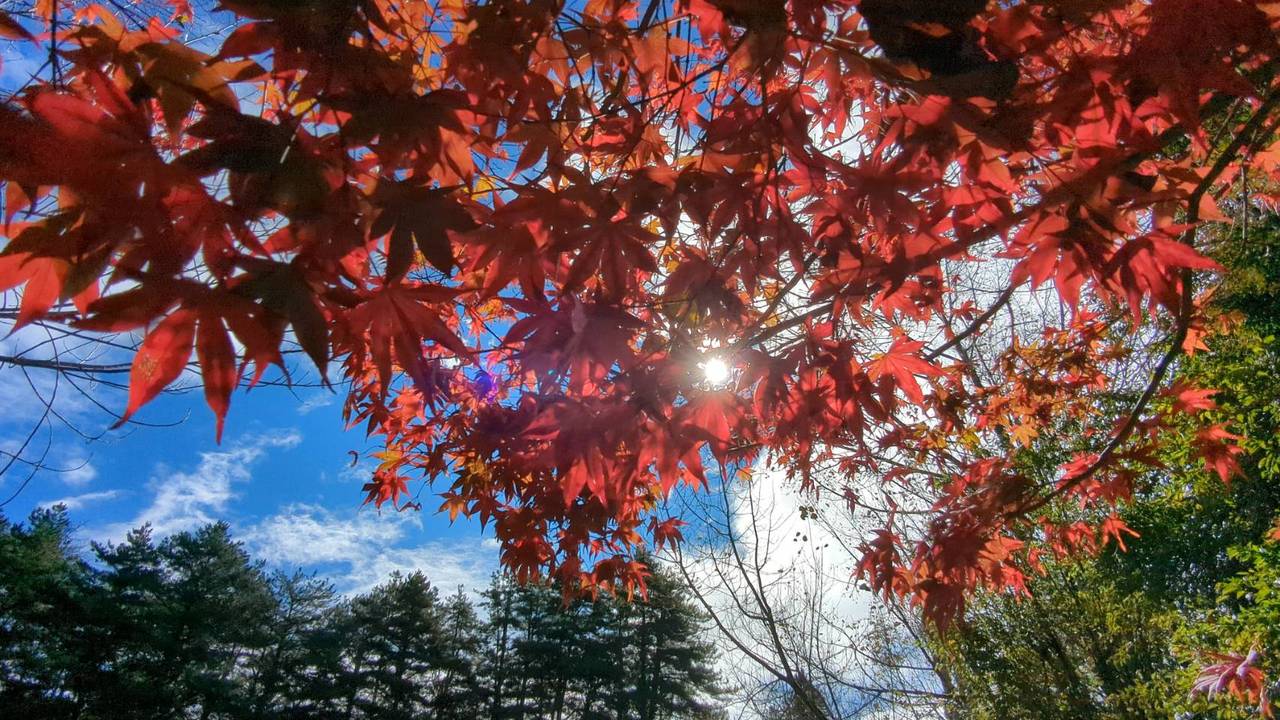 影／福壽山農場和武陵農場楓葉漸紅連假現賞楓人潮| 生活新聞| 生活| 聯合新聞網