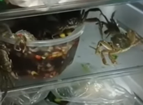 Ol自製美味醉蟹gg了 開冰箱驚見 螃蟹集體逃獄到處爬 跳舞狂歡傻眼 動物星球 生活 聯合新聞網