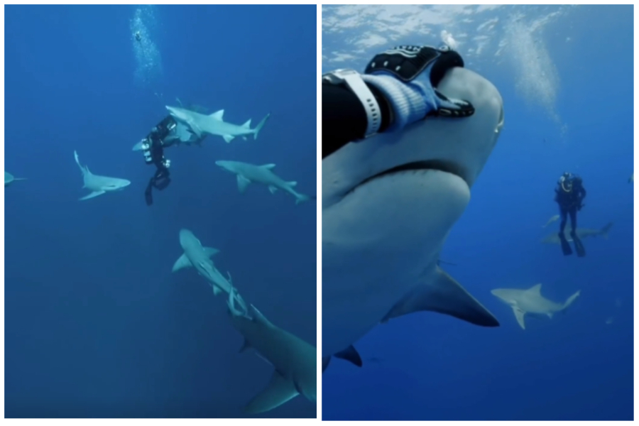 潜水员和鲨鱼在海底互动，鲨鱼温顺亲人，甚至还会游近人类讨摸摸。图取自微博