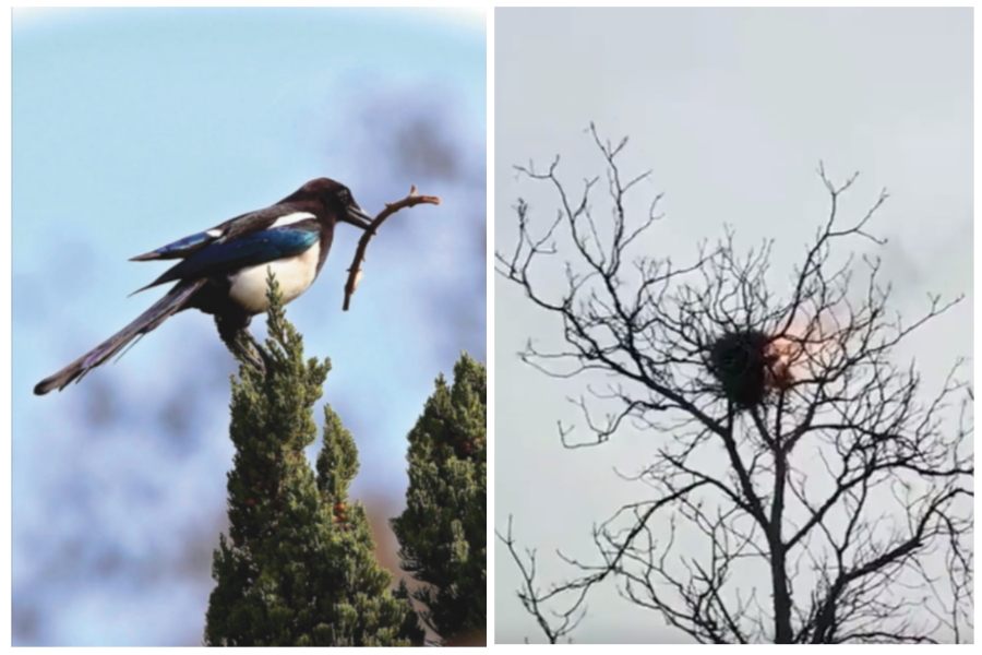 湖北曾发生喜鹊把烟蒂叼回去筑巢，引发鸟巢著火。左图／高雄市野鸟协会（非当事鸟）、右图取自微博