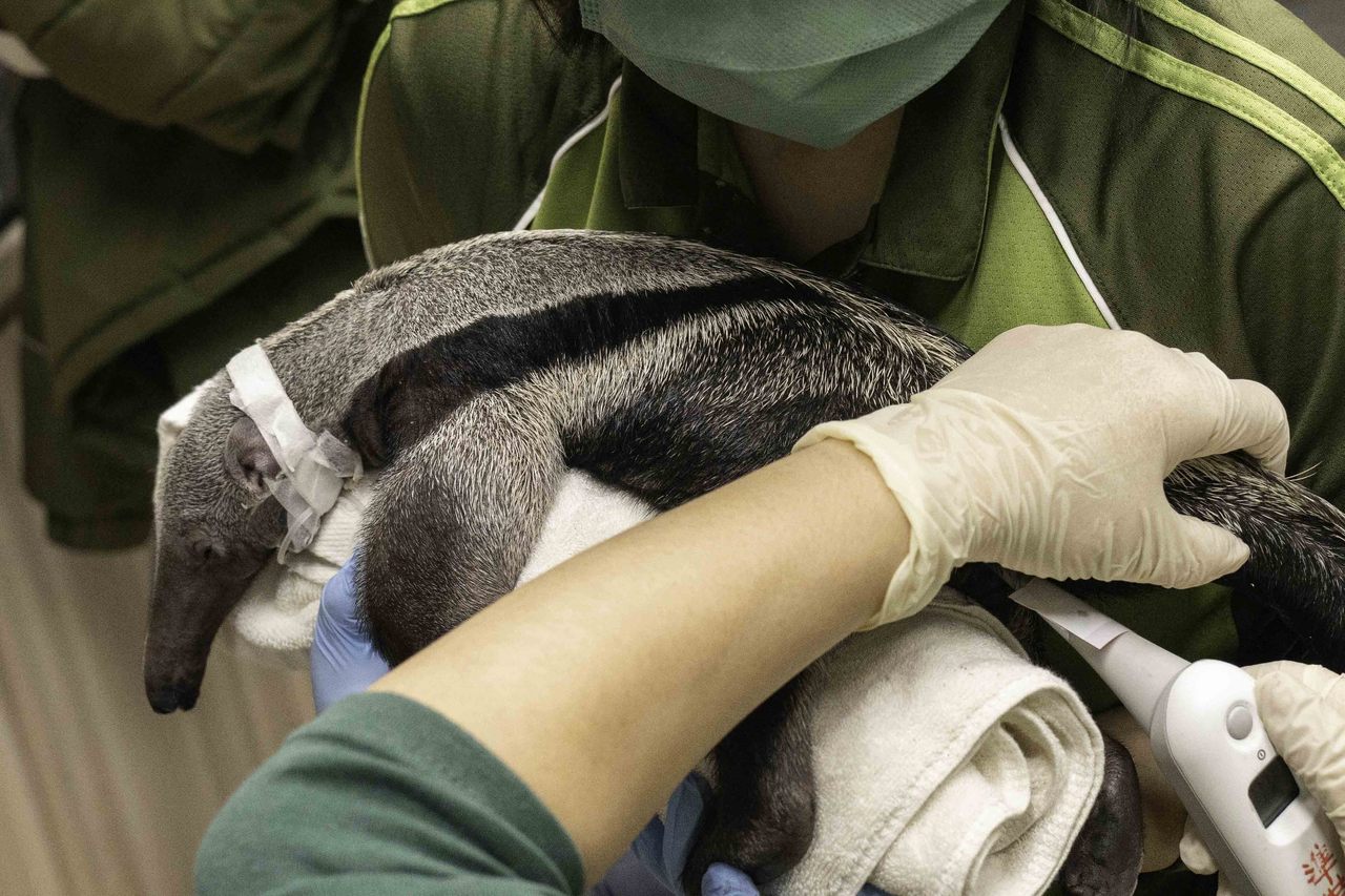 大食蟻獸「口袋莎」剖腹不適胎兒難產虛弱雙雙死亡| 動物新鮮事| udn寵物部落