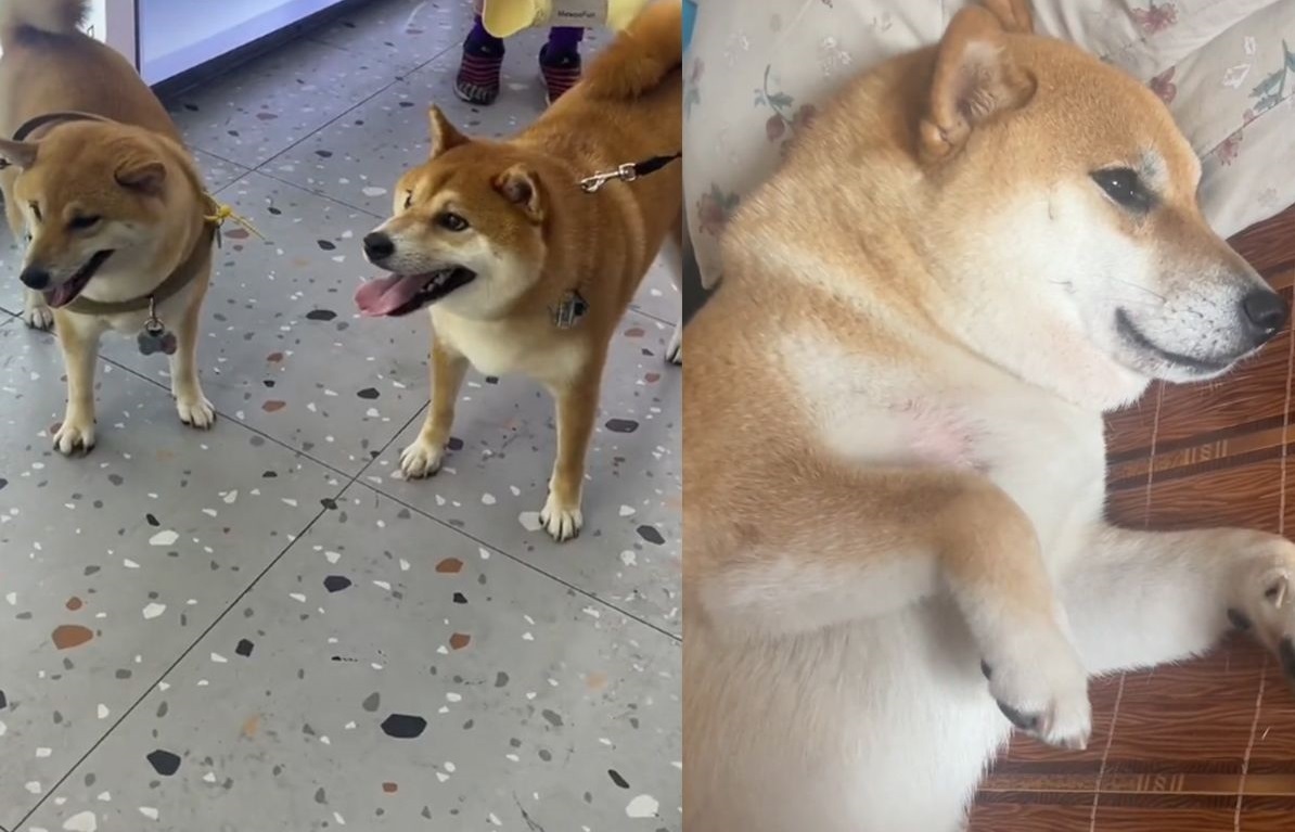 柴犬散步遇「身價17萬同類」自己活像盜版貨！牠心態炸裂回家耍自閉不願出門| 飼養二三事| udn寵物部落