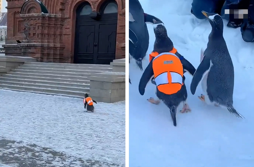 下雪的城市里面一堆小企鹅背著包包开心的跑来跑去，看到路上的路人也一点都不畏惧，直接从人们前面走过，仿佛就像是企鹅跟人类和平共处的城市一样。