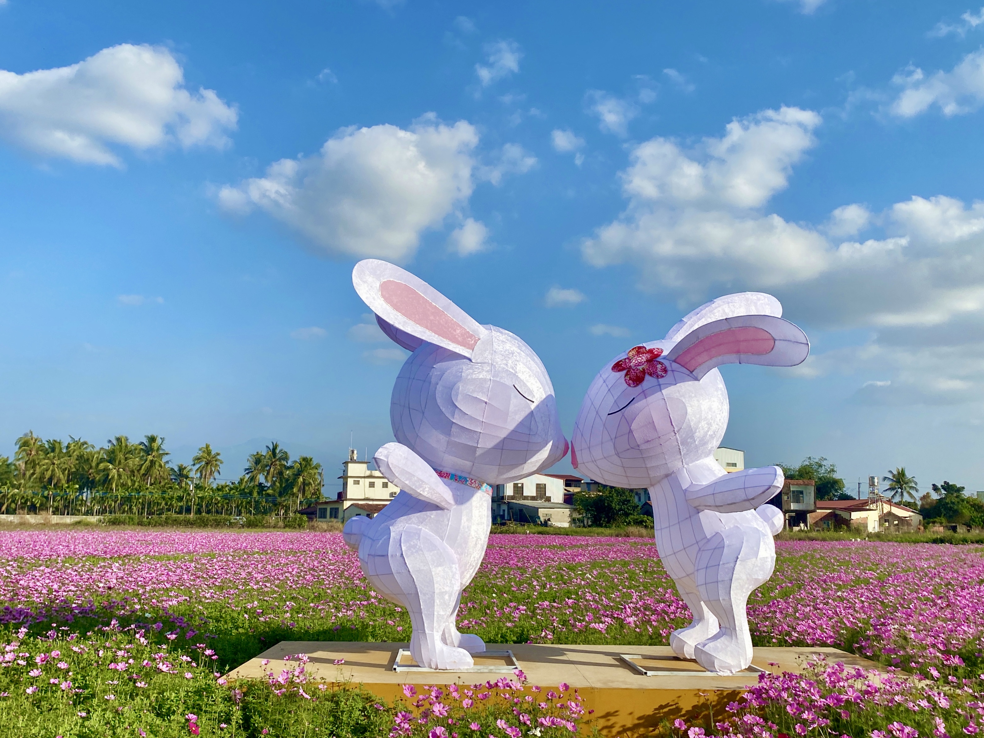 美浓花海今年以「幸福」为主题规画六大花海展区，图为波斯菊花田上设置俏皮的兔子花灯。图／美浓公所提供