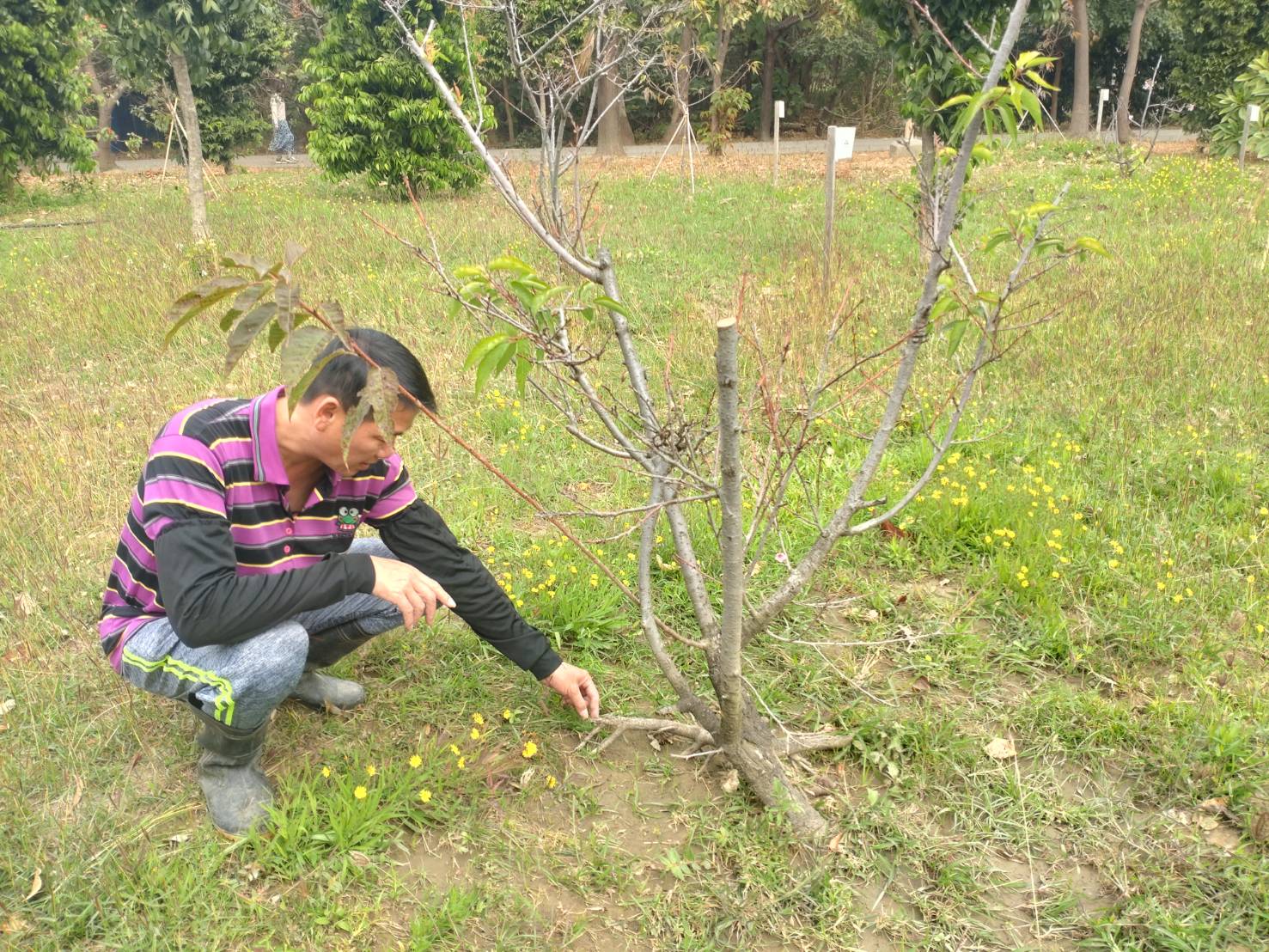台南市巴克礼公园樱花树剩不到90棵，工务局人员细心照顾。记者郑惠仁／摄影