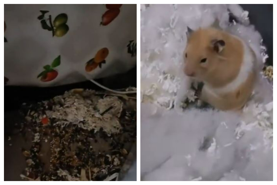 倉鼠越獄2個月以為凍死了冰箱後驚見「腫2倍圓球躺食物上」還蓋糧倉傻眼| 動物星球| 生活| 聯合新聞網