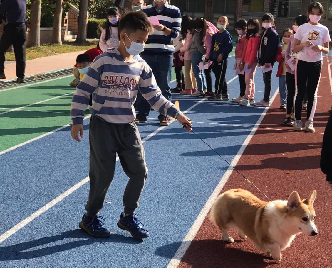 彰化县村上国小成立校犬照顾志工队，取得「证照」的小志工学习遛狗。图／村上提供