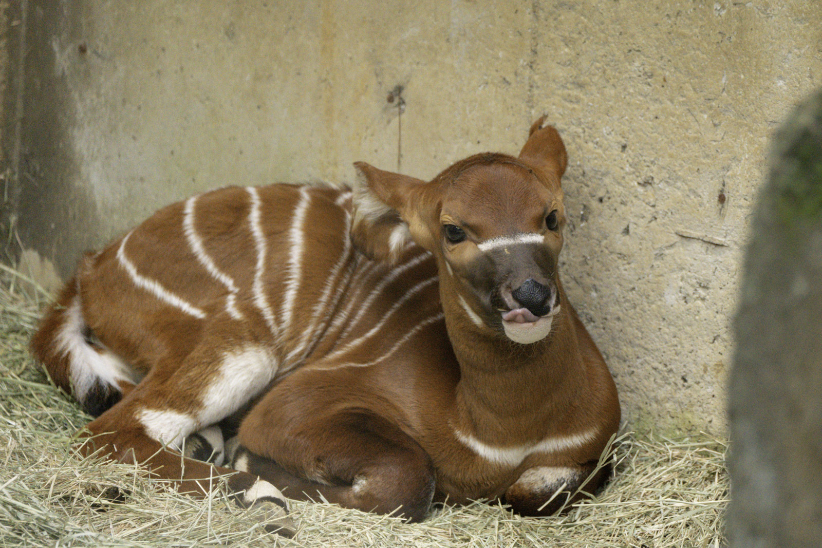 今年元宵节，「兰雅」在傍晚时分顺利诞下幼仔，保育员取名为「元宵」。图／北市动物园