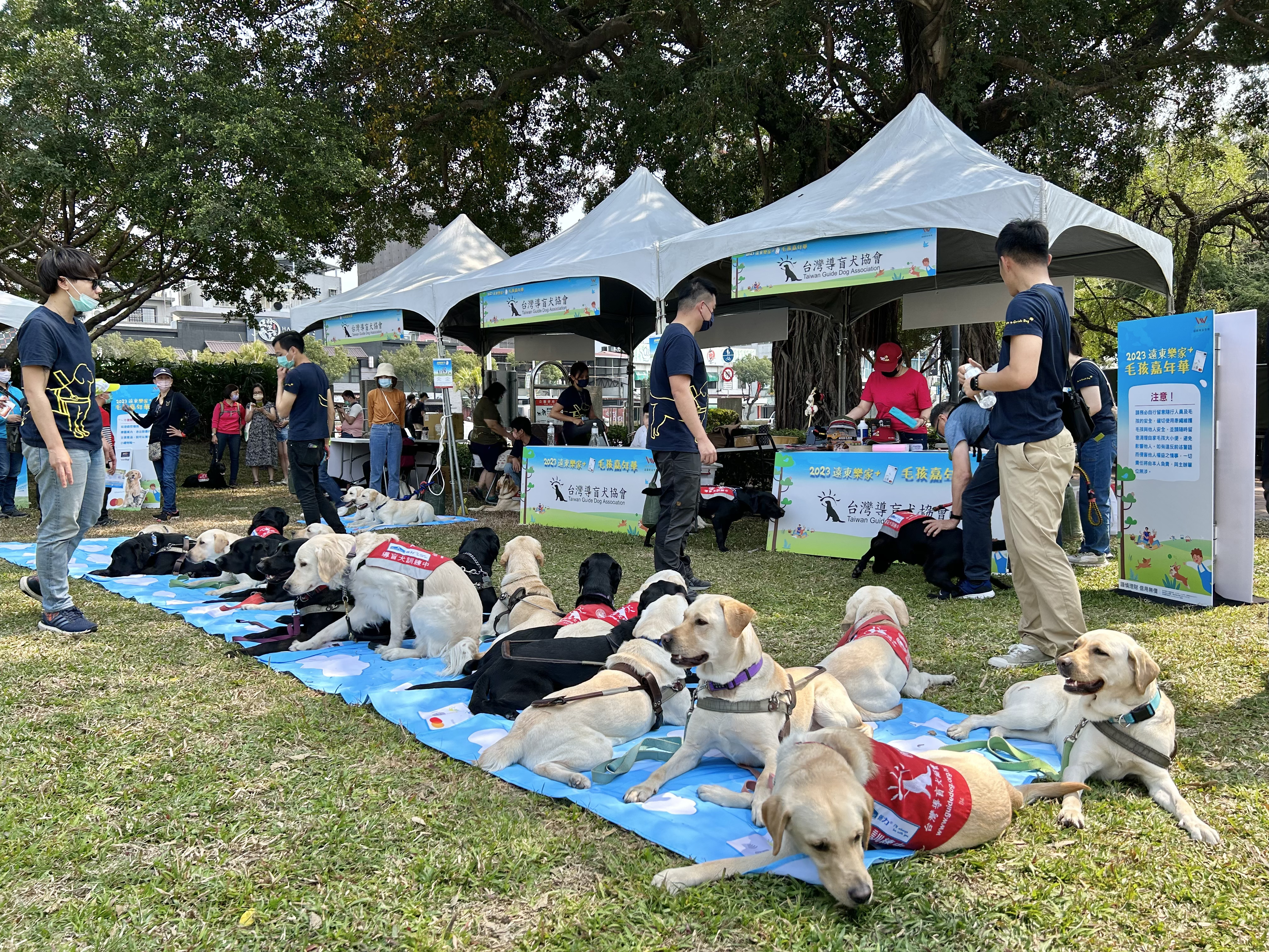 远东商银邀请台湾导盲犬协会携逾20只导盲犬一同参与毛孩嘉年华。记者宋健生/摄影