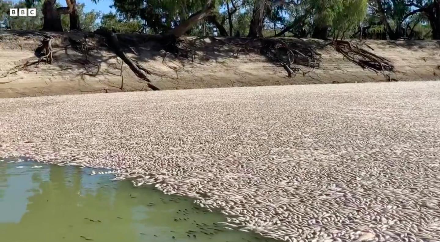 澳洲新南威尔斯省小镇梅宁迪（Menindee）17日早上出现大规模鱼类死亡事件，数量多达上百万条。截自BBC