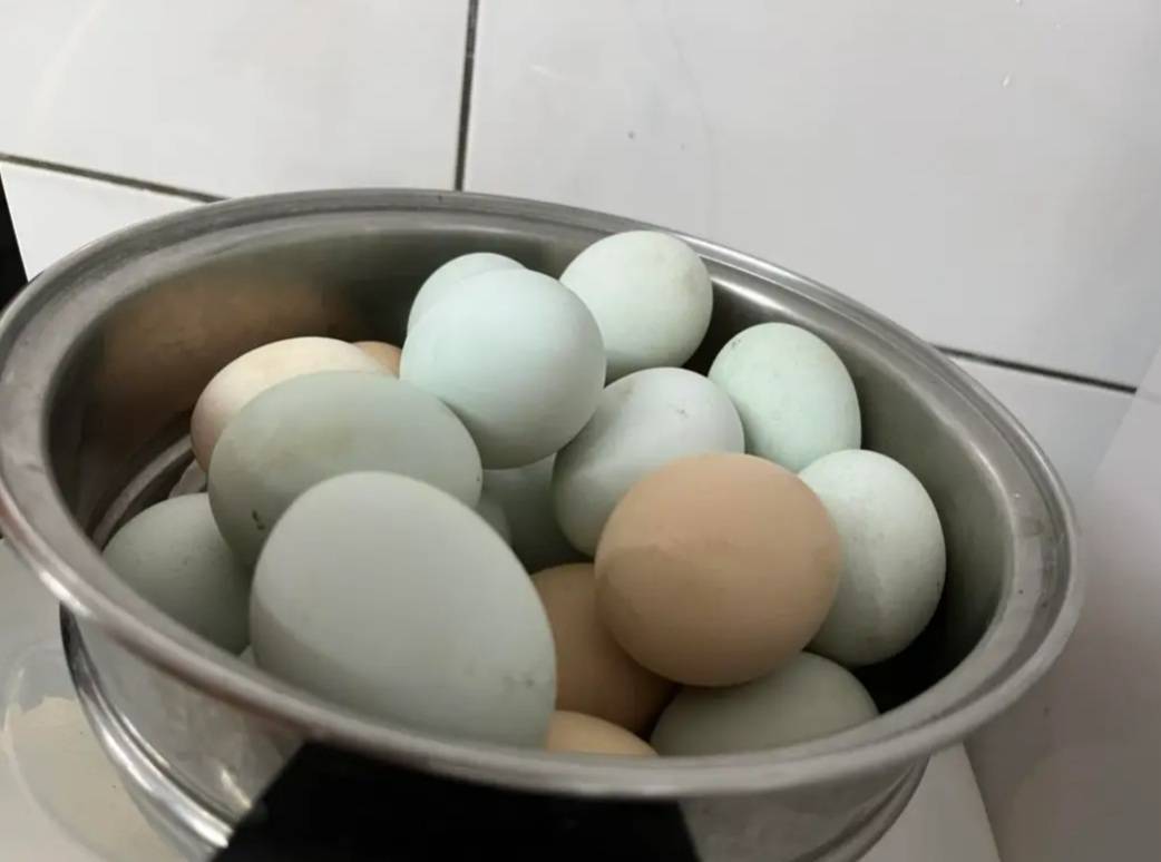 市场缺蛋，宜兰有民宿业者推出包栋入住，送鸡蛋及小鸡活动，非常吸引人，客人询问不断。图／翻摄骑马在对面民宿脸书