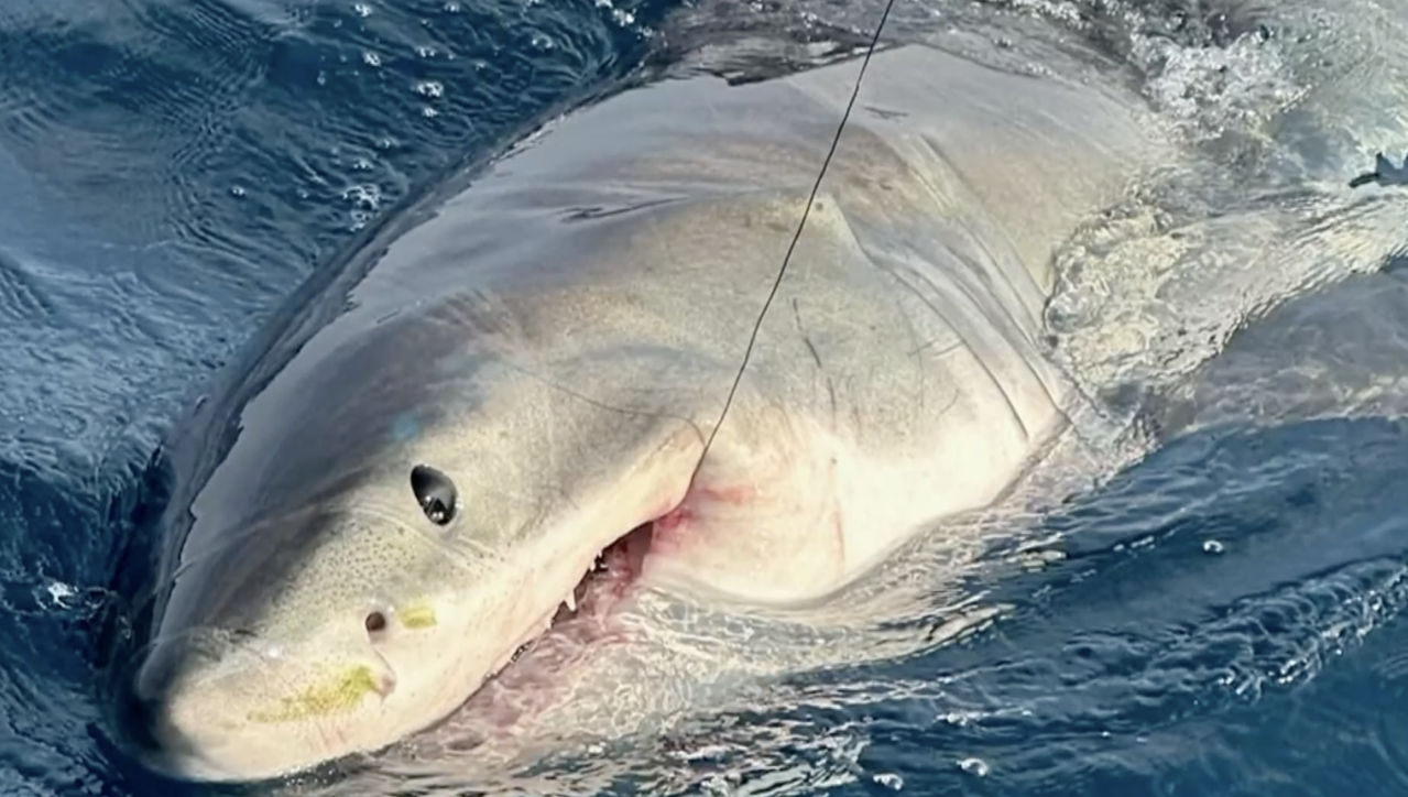 美国有一家人出海度假钓到一只大白鲨。（图／翻摄自WKMG News 6 ClickOrlando YouTube）