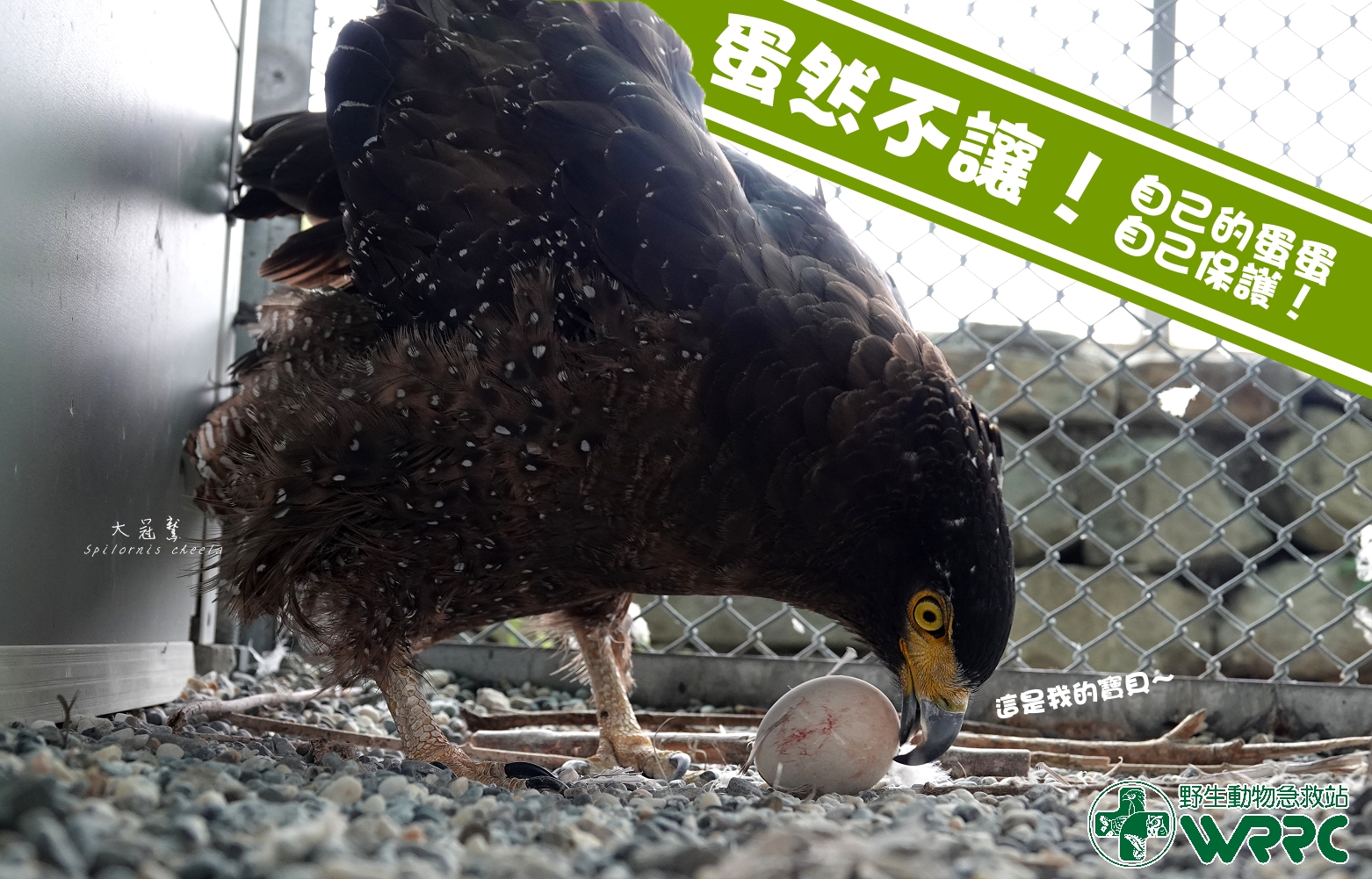 大冠鹫「花生糖」细心呵护牠的蛋宝贝。图／取自脸书粉专「野生动物急救站」
