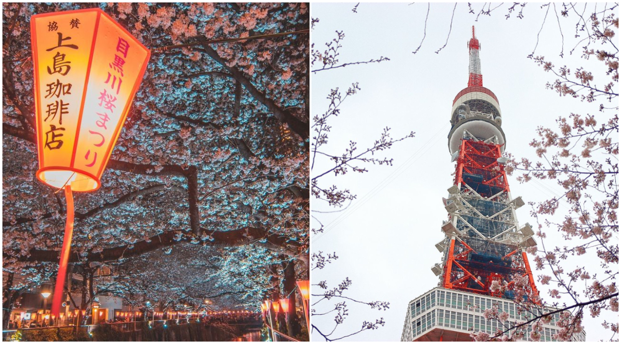 春日最浪漫！ 櫻櫻期盼的粉紅森林「日本櫻花季」 花見東京賞櫻景點巡禮