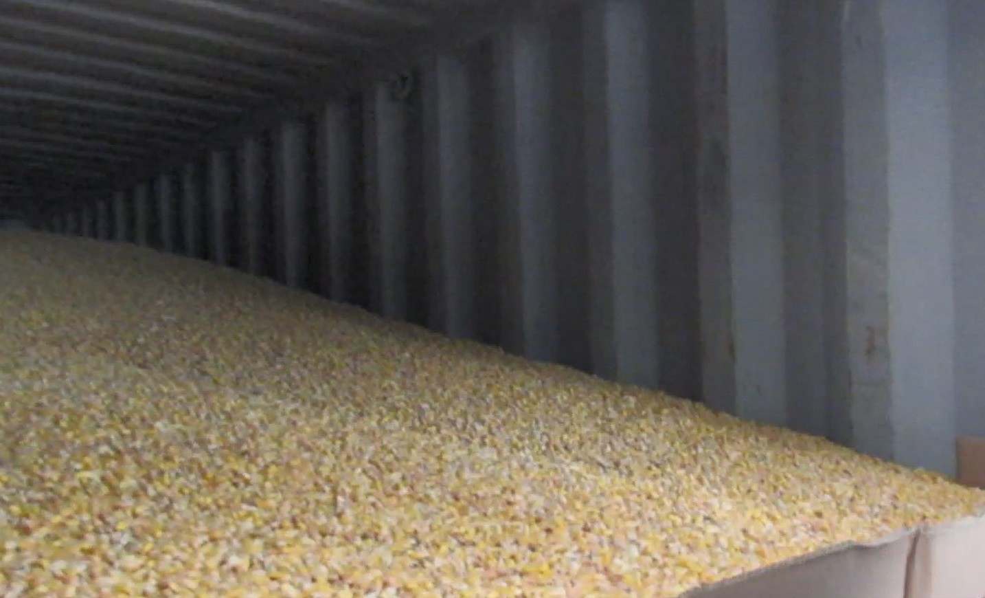 美国出口「玉米 (供食品用途)(YELLOW CORN)」检出真菌毒素含量不符规定。图／食药署提供