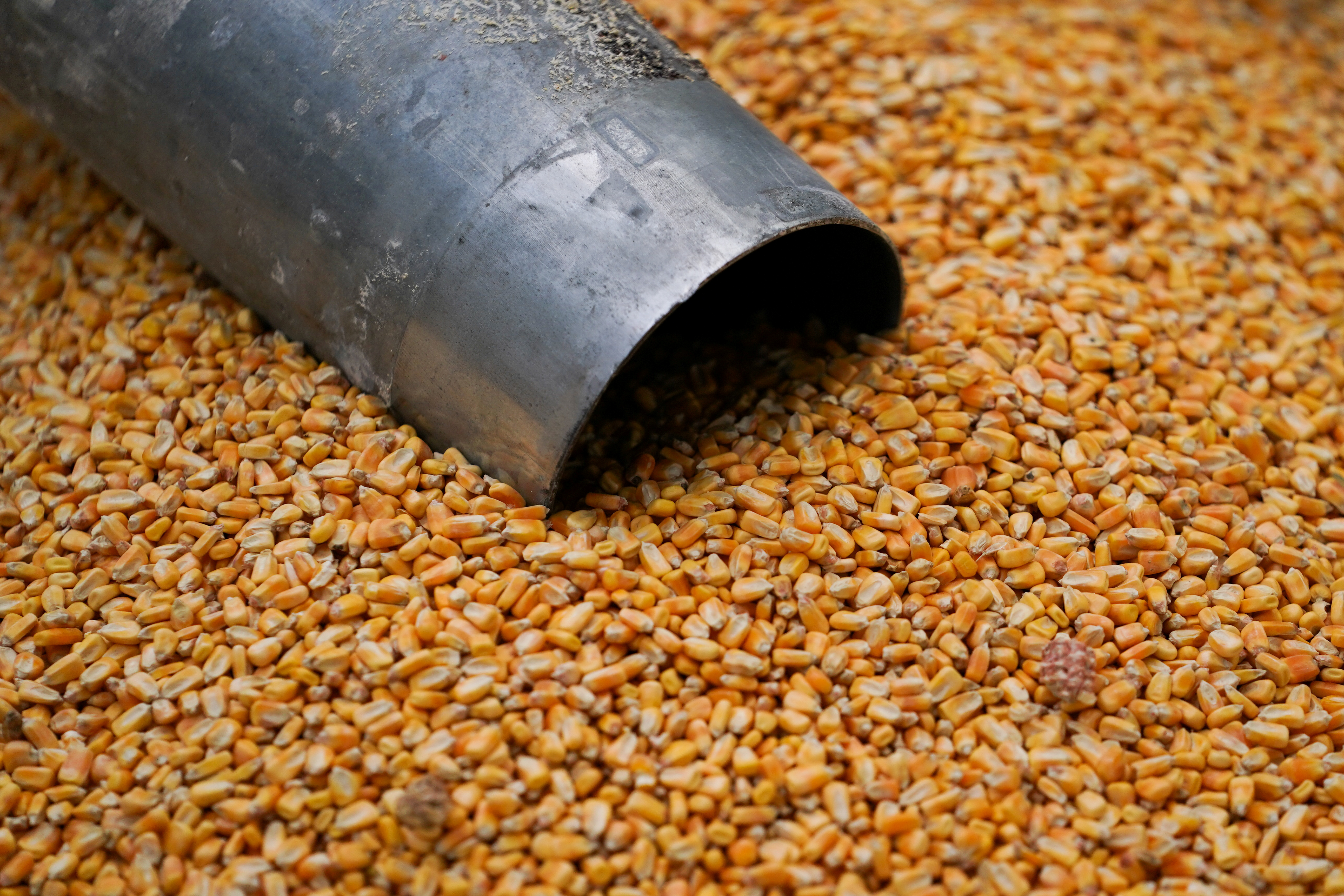 路透报导，欧洲贸易商表示，台湾饲料采购集团（MFIG）24日在一场国际招标中购买约6.5万公吨动物饲料玉米。路透