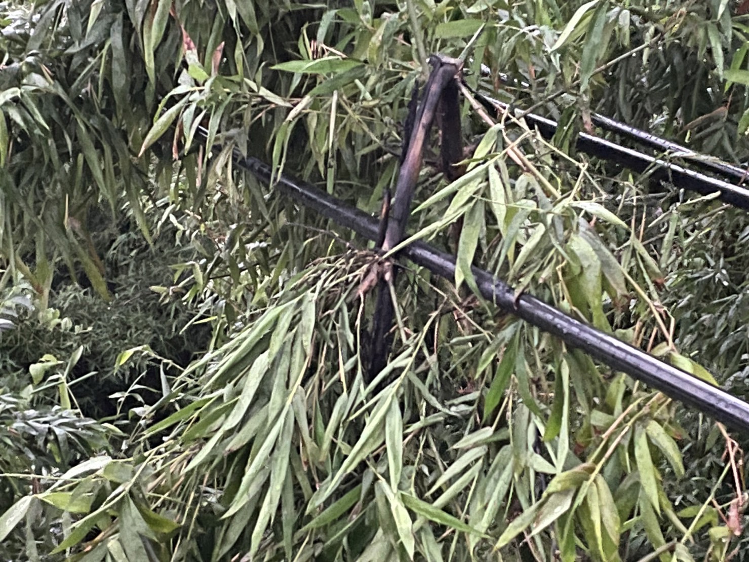 桃园新屋、杨梅地区受风雨影响，导致树竹影响到线路停电。图／台电提供