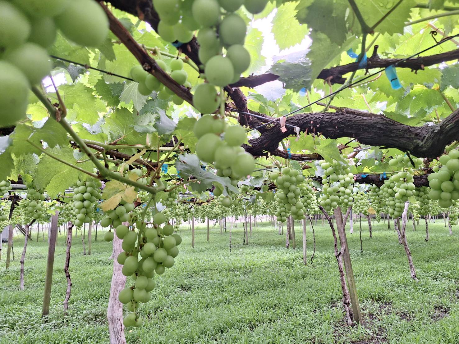 葡萄是苗栗县卓兰镇的重要水果特产及农民经济来源，但今年果园相继出现「石葡萄」的农业灾损情况。图／苗栗县政府提供