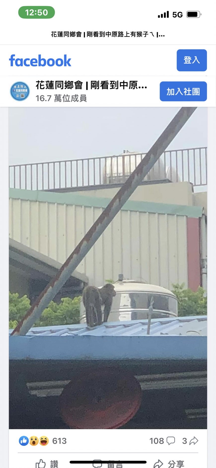 脸书「花莲同乡会」这两天有民众贴出影片、相片，通报市区出现一只台湾猕猴。图／翻摄脸书