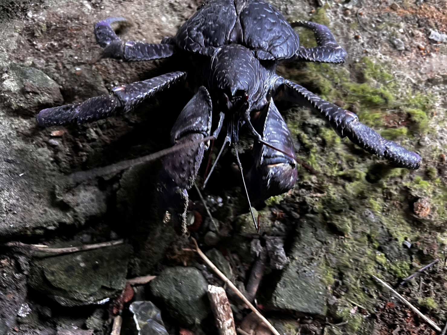 獨／基隆嶼首見二級保育類「椰子蟹」 專家驚喜：相當罕見| 動物星球