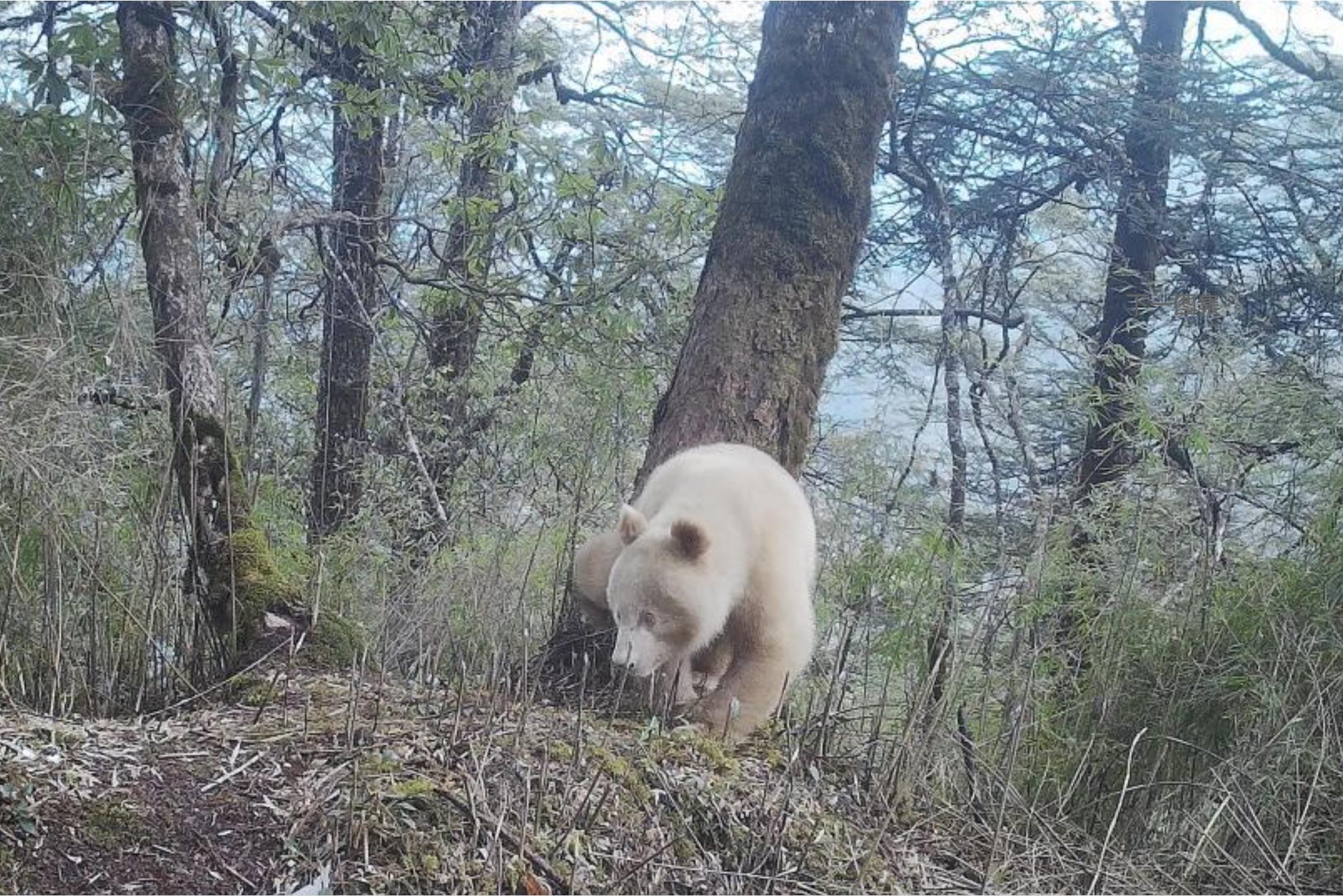 大陆四川卧龙国家级自然保护区管理局近日首度公布全球唯一的白色猫熊正面照。（取自中新网）