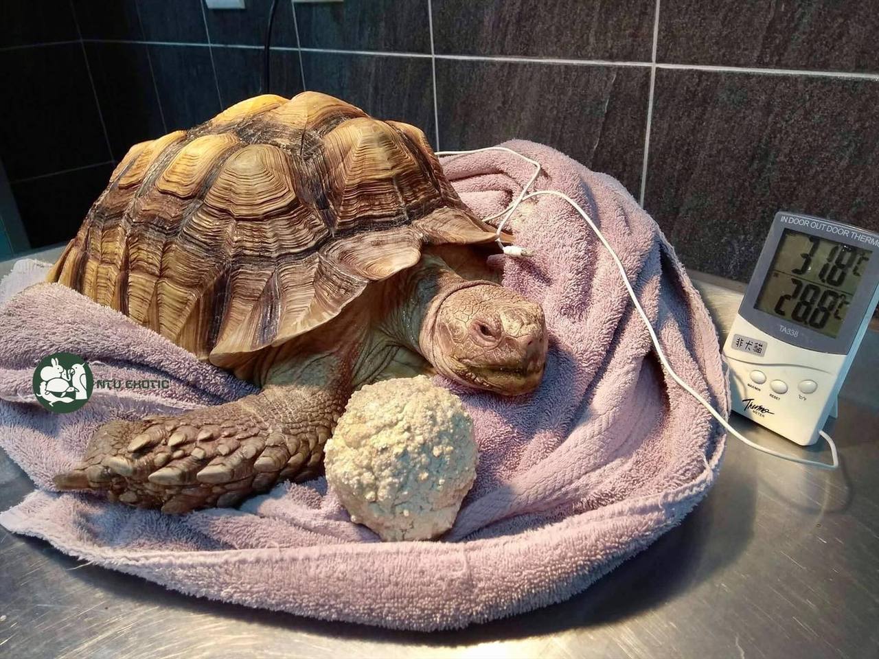 烏龜有尿結石可以放著不管嗎？獸醫建議6妙招讓爬寵跟結石說掰掰| 醫療保健| udn寵物部落