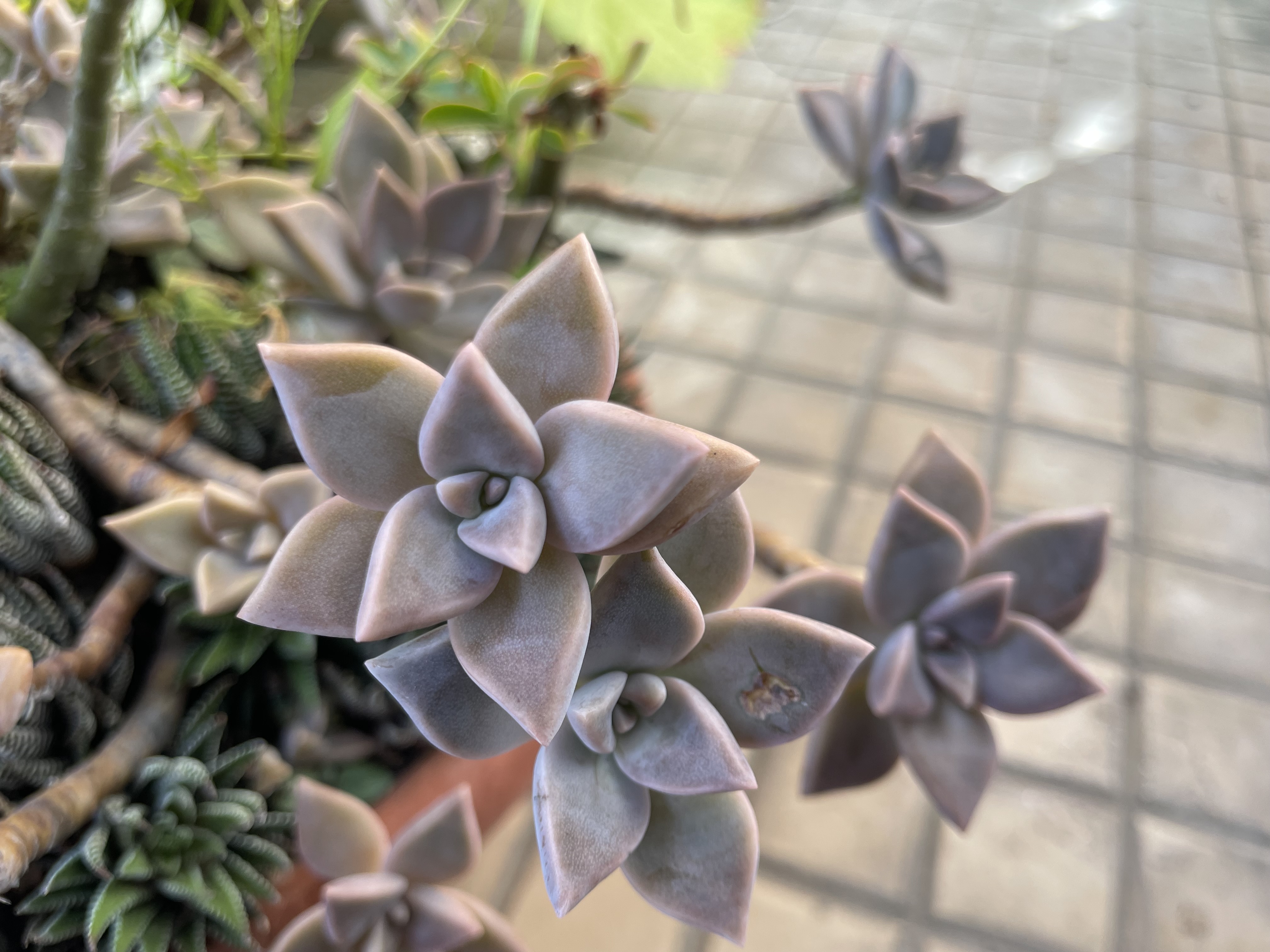 胖胖樹王瑞閔／從花園到餐桌——朧月石蓮花| 看聯副| 琅琅悅讀