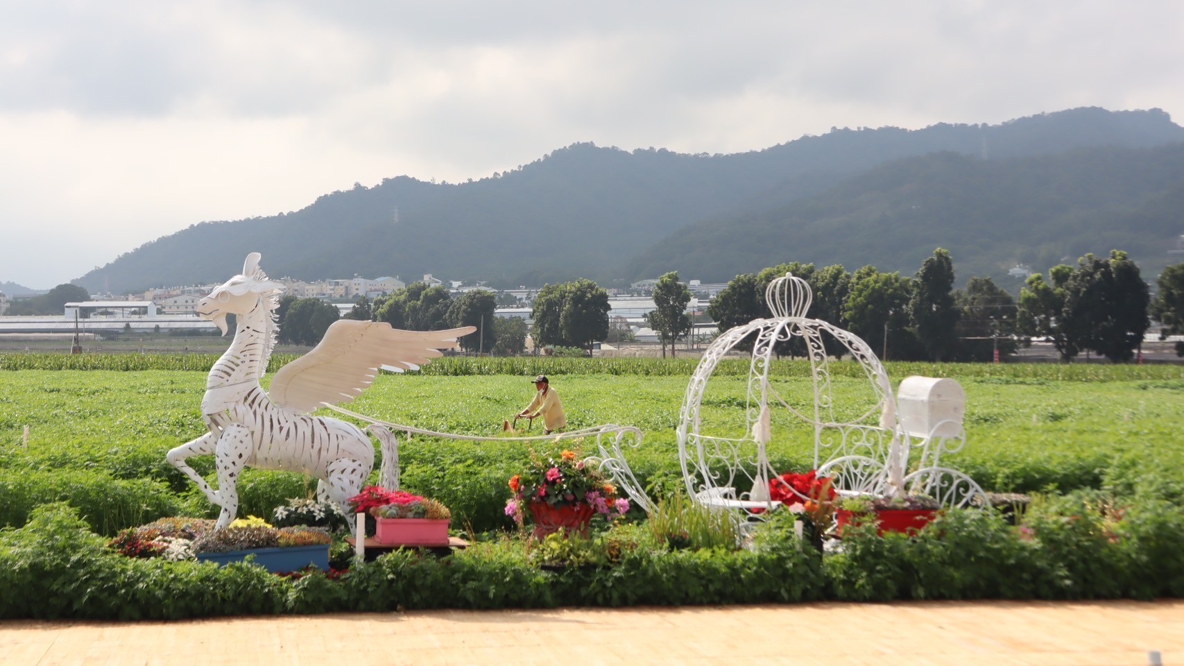 新社花海暨台中國際花毯節本周六登場400萬株花卉將盛開| 生活| 要聞