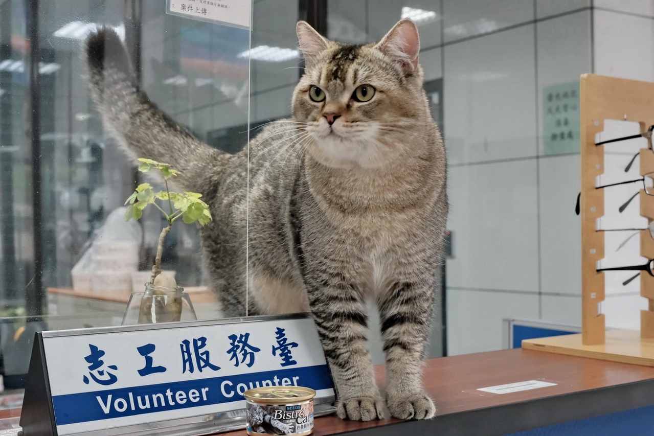 新北「非常重」迷路貓咪返家飼主疏縱寵物獨自在外遭罰3千| 動物星球| 生活| 聯合新聞網