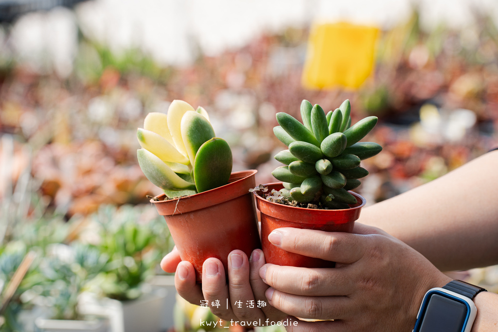 兩千坪多肉秘境！南投埔里免費景點推薦，單棵20元起！多肉植物迷必訪，埔里親子景點│多肉植物價格| 美食旅遊| udn 女子漾