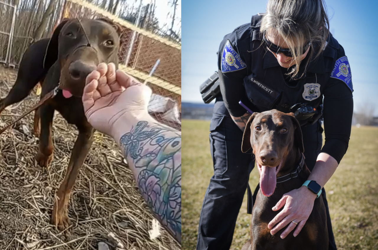 遭到遗弃的杜宾犬嘴巴被紧紧的绑住，被当地民众发现独自在路上奔跑。（图／Facebook South Bend Police Department）