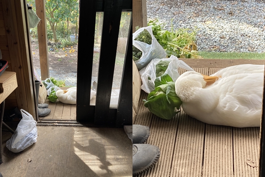 日本一只宠物鸭小皮，用高丽菜当成枕头睡午觉。图撷自X@aotoudai