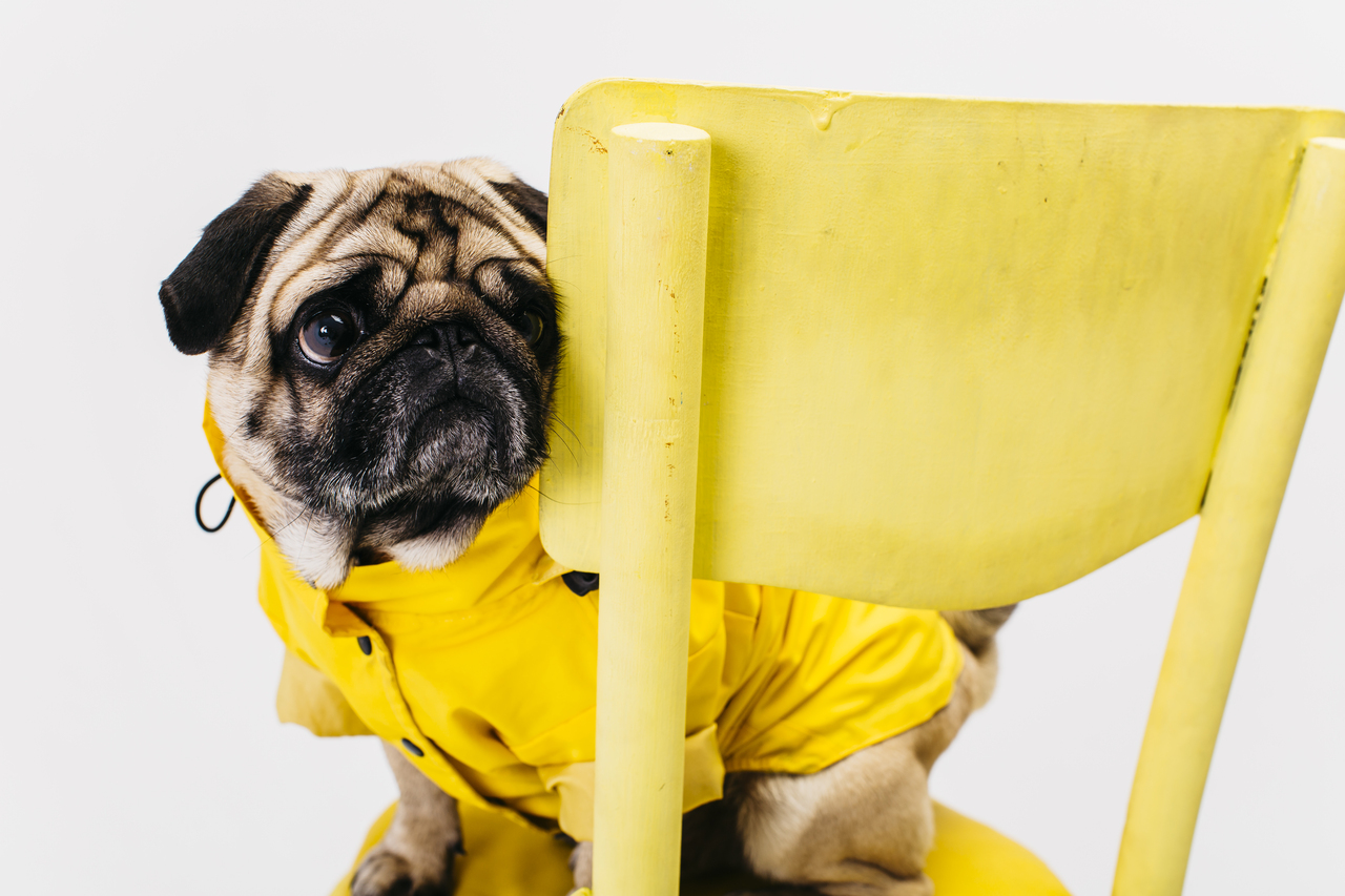 你的狗狗坐过电梯吗？其实对狗来说，电梯的密闭空间和升降过程可能会让牠产生恐惧。