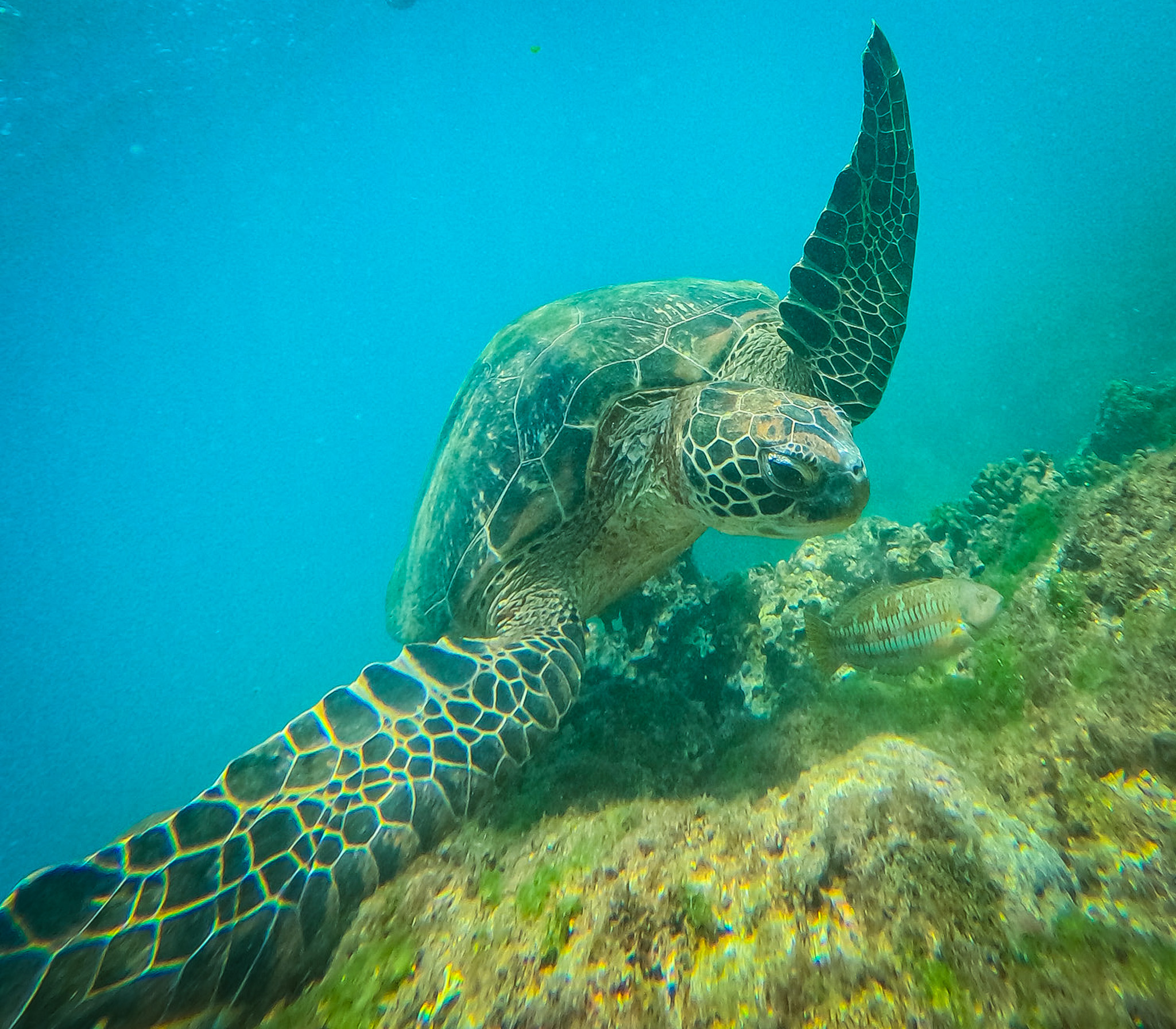 尚吉巴（Zanzibar）奔巴岛（Pemba Island）9日惊传食用海龟中毒。示意图，记者赖昀岫／摄影